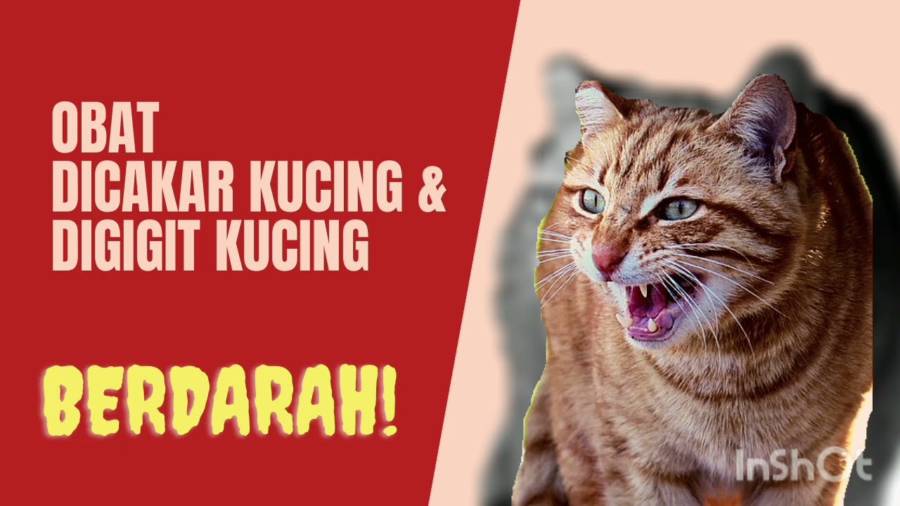 Dicakar Kucing Hingga Berdarah, Pertolongan Pertamanya Apa 