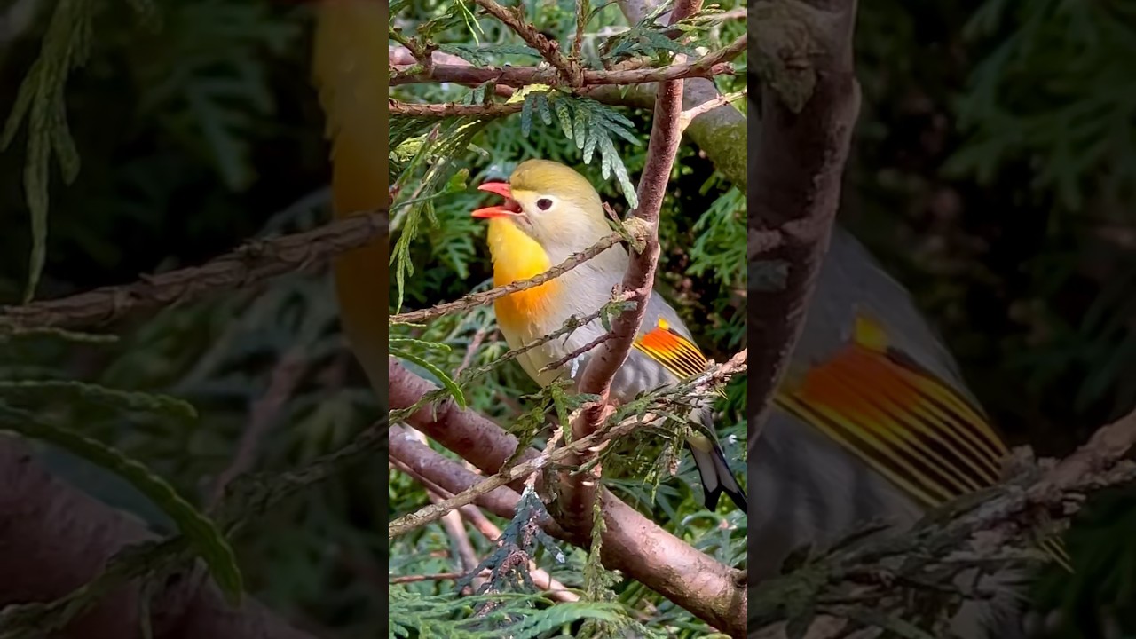 Pekin Robin | Japanese Nightingale Singing