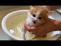 トイレを覚えた子猫についに事件が…（笑）【子猫成長日記#７】