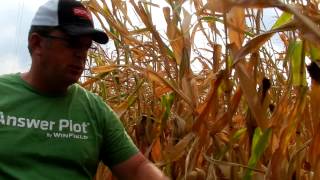 Evaluating corn standability 2012