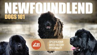NEWFOUNDLEND Dogs 101 - Discover Majestic Breed 🐕‍🦺 by Animals101 132 views 10 months ago 2 minutes, 54 seconds