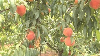 Georgia Peach Growers Track Chill Hours For 2018 Crop