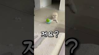 문제견 중 99%는 이게 문제입니다