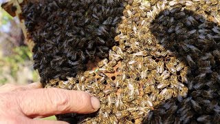 Состояние семей пчел на конец октября Состояние семей пчел на конец октября