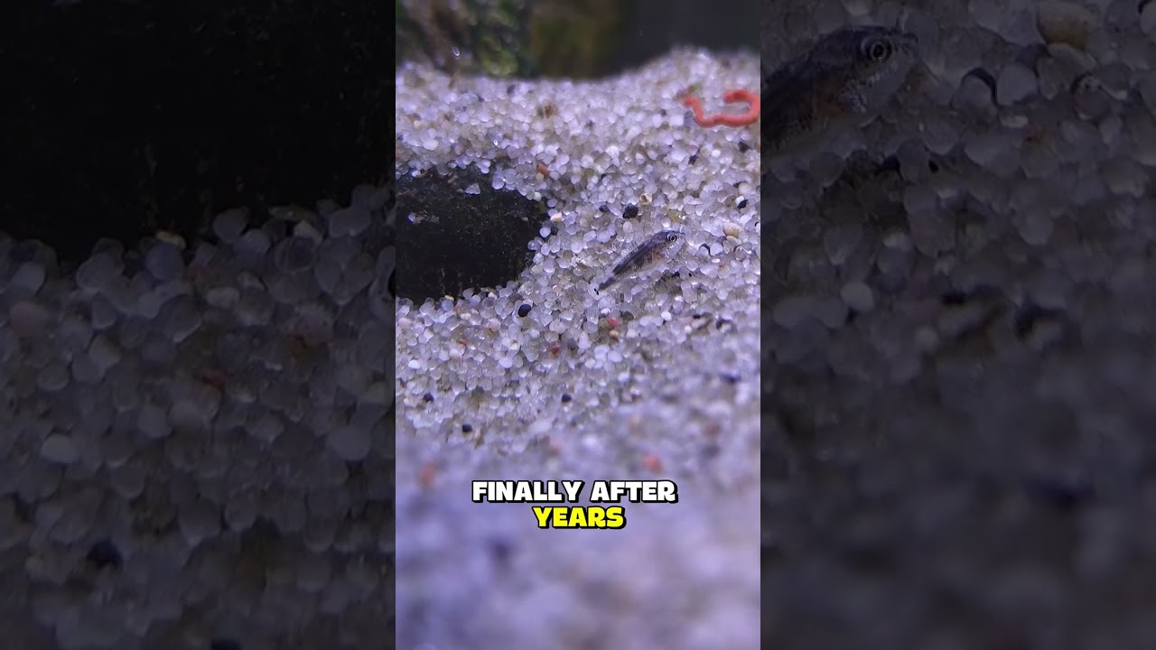 Fish room surprise