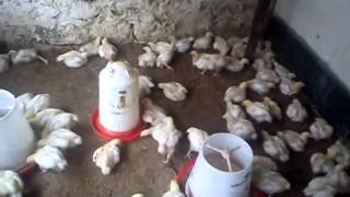 A normal type chicken farm in Kenya