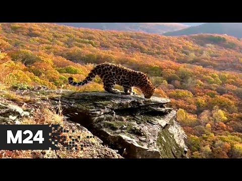В Приморье заметили краснокнижного леопарда - Москва 24