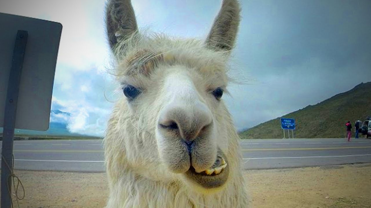 funny looking llama