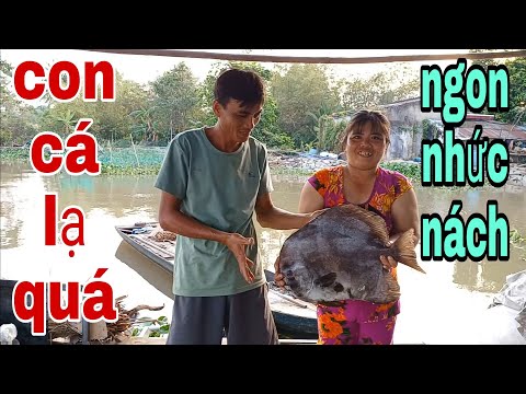 Video Lần Đầu Tiên Ngư Dân Làng Bè Ăn Cá Chim Dĩa Khổng Lồ... - youtube