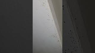 Bed bug poop