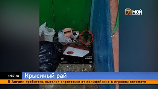 В Красноярске на левом берегу крысы атакуют общежития