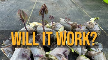 Could You Grow Cassava in JUST FOUR MONTHS? (Crazy Experiment!)