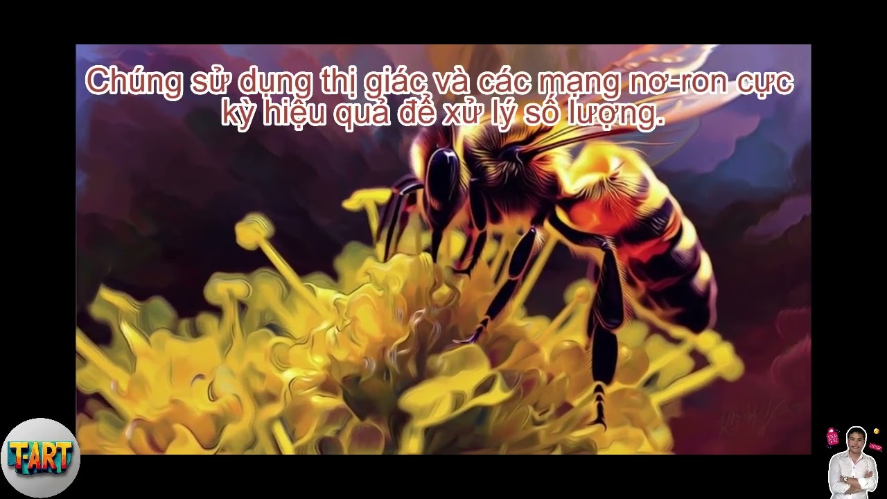 Ong Có Thể Làm Toán Đơn Giản – Phát Hiện Khiến Giới Khoa Học Kinh Ngạc