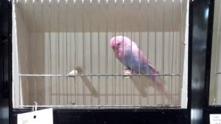 Pink Budgie at a Bird Show