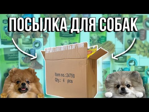 БОЛЬШАЯ ПОСЫЛКА ДЛЯ СОБАК 📦 НОВЫЕ МИСКИ / ЛАКОМСТВА / ИГРУШКИ