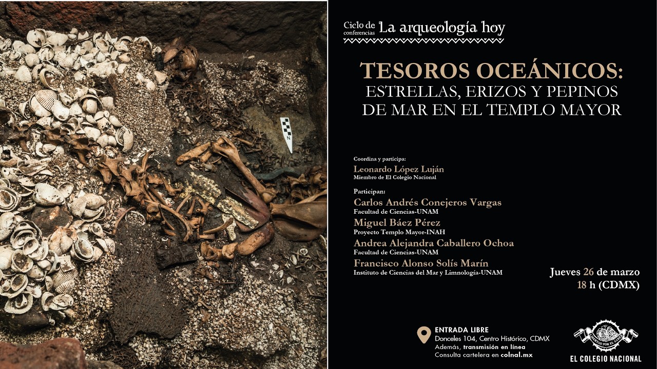 Tesoros oceánicos: estrellas, erizos y pepinos de mar en el Templo Mayor