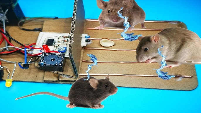 Rodents Kill Generators – Here's How to Stop Them - P3 Generator