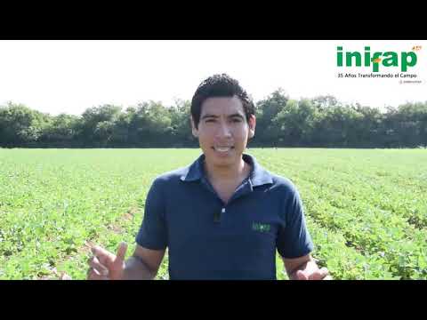 Video: Selección De Variedades Y Tecnología Agrícola De Frijol