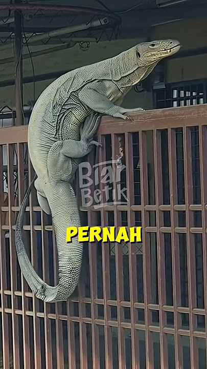 BIAWAK BESAR MANUSIA!? Biawak Gergasi Dari INDONESIA Ni Buru Kerbau❓😱 Biar Betik ❗️❗️ #shorts #facts