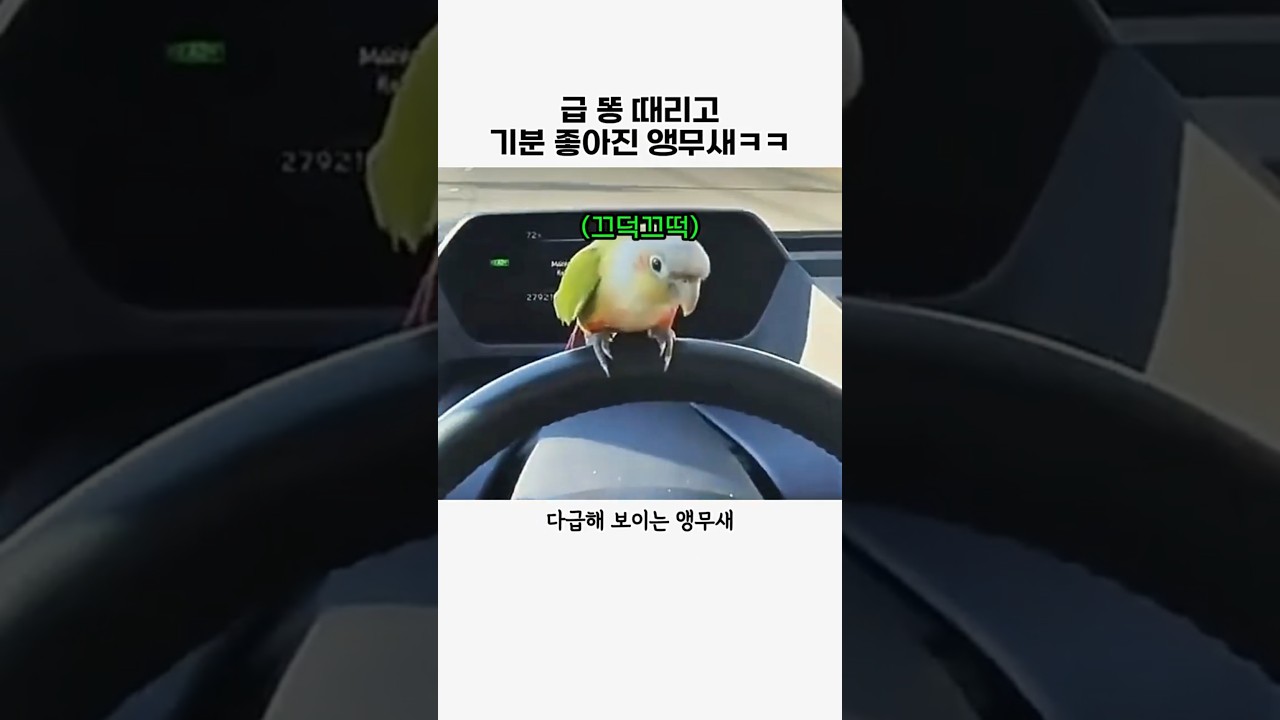 급 떵이 마려웠던 앵무새 #동물#앵무새#귀여운동물#새#힐링#aniaml