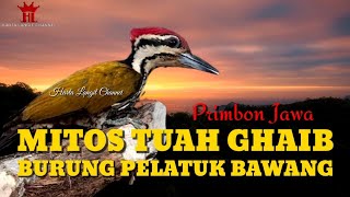 Mitos Tuah Ghaib Burung Pelatuk Bawang Menurut Primbon Jawa