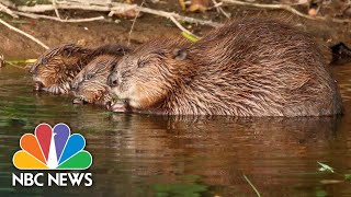 Beavers Thrive In The English Wild After Mysterious Arrival In River | NBC News NOW