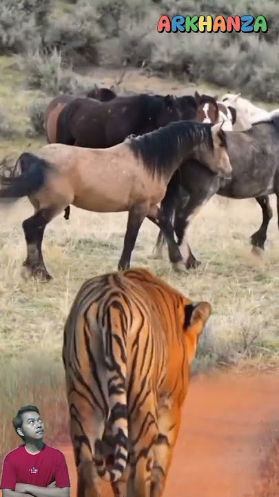 KUDA PANIK SAMPAI MENENDANG KAWANNYA SAAT TAU HARIMAU DATANG MENGHAMPIRINYA #animals #shorts