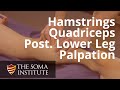 Palapation of Hamstrings, Quadriceps and Posterior Lower Leg Muscles