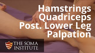 Palapation of Hamstrings, Quadriceps and Posterior Lower Leg Muscles