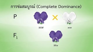 การแสดงออกของยีนแบบ Complete dominant, Incomplete dominant และ Codominant