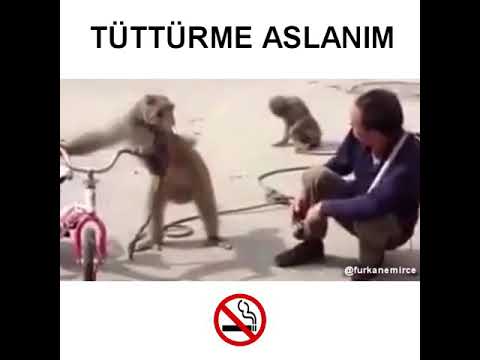 Tutturme aslanim zehir o zehir