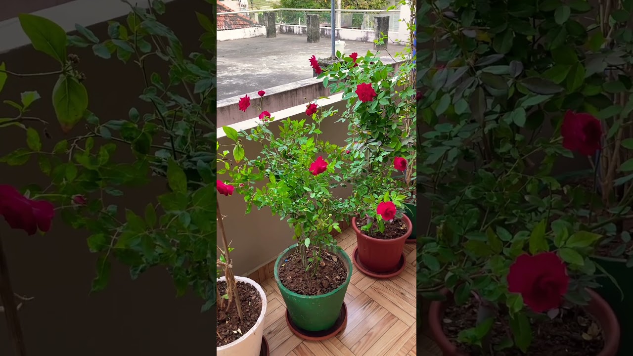 Ilaa intidaggara pusina puvvulutho pooja chesukunte chala happy ga untundi kada friends❤️🥰