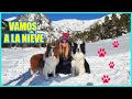 ⛄Mis perros EN LA NIEVE 1ªVEZ 💦💥NO TE PIERDAS SU REACCIÓN 💥 BORDER COLLIES