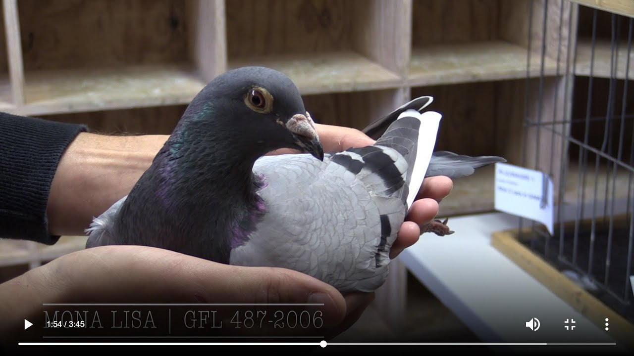 Racing Homer Ganus bloodline(Mona Lisa)