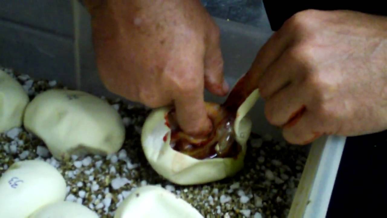 brewery at the palace Lavender Sun Tiger Long Time Tim !