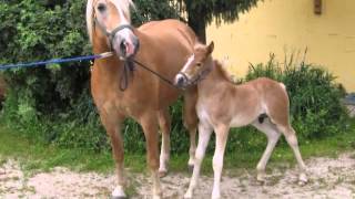 Haflinger 4 Bis 6 Jahre In Pyrbaum