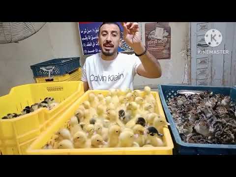 انقلاب مفاجئ في اسعار الكتاكيت والبط اليوم في معمل البرماوى 9 10