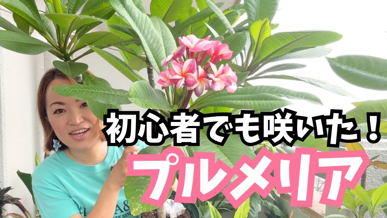 Even beginners can do it! Latest plumeria flowering news! - YouTube