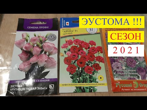 Video: Eustoma E Bardhë (28 Foto): Varietetet E Lisianthus, Lule Terry 