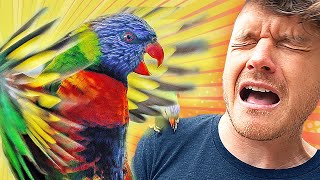 Attacked by Birds in Australia -  Cute but Savage Lorikeets 🦜 Feeding Time