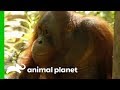 Tensions Rise As Palas Island Orangutans Cause Trouble | Orangutan Island