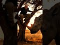 🦏 AFRİKA’DA GERGEDAN SALDIRISI! 🌍 Tatile Çıkmadan Bizi İzleyin 😱