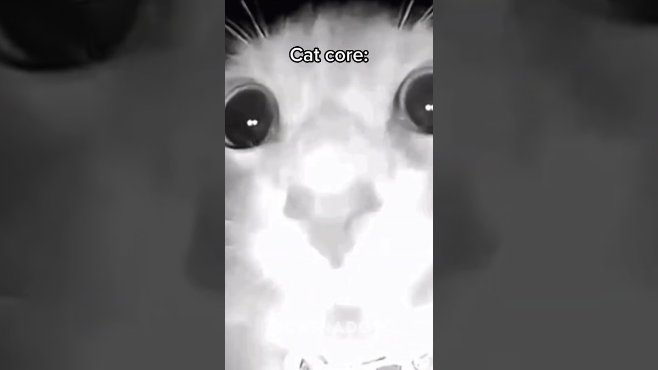 cat core🐈