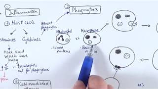 AS Biology - Immune response OVERVIEW (OCR A Chapter 12.5-6)