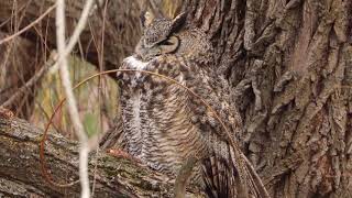 Great Horned Owl Hiding