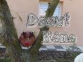 Donut renne  missis cration