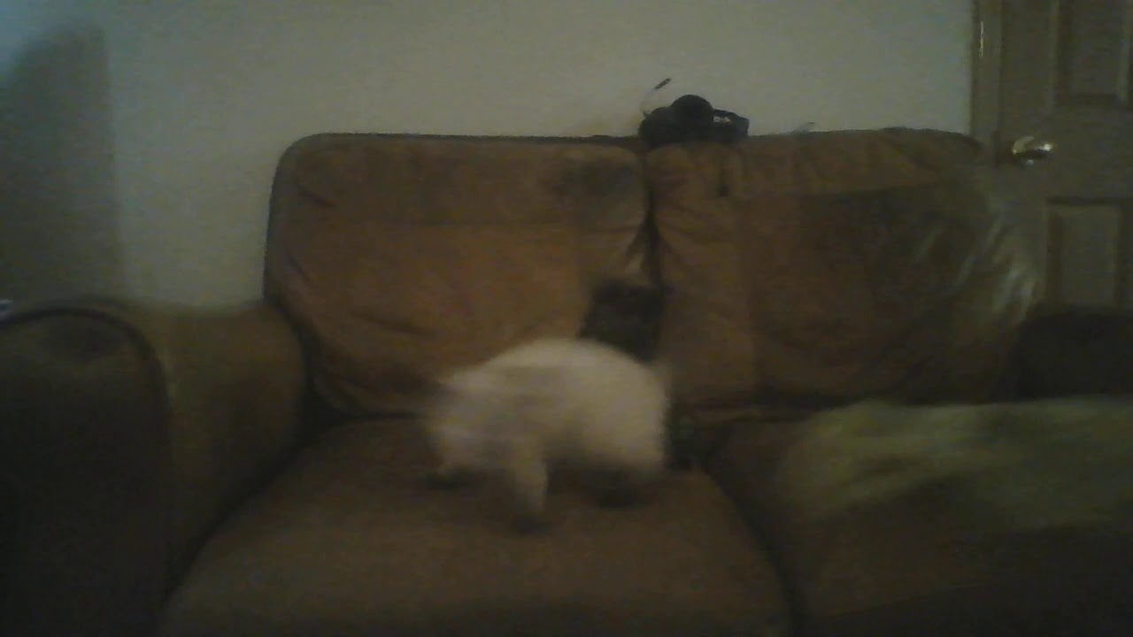 The Walking Dead Lizzie and Merle. Funny cat video