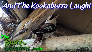Busch Gardens New Roller Coaster Testing? Soon And The Kookaburras Laugh!