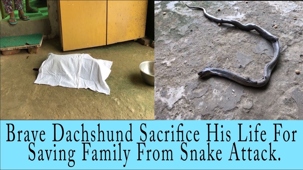 puppy paradise Brave Dachshund Sacrifice His Life For Saving Family From Snake Attack.