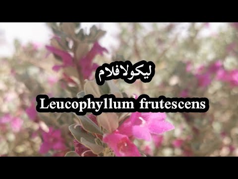 طرق تكاثر نبات اليكولافلام   من اجمل الاسيجة ولها زهور بنفسجيه جميلة